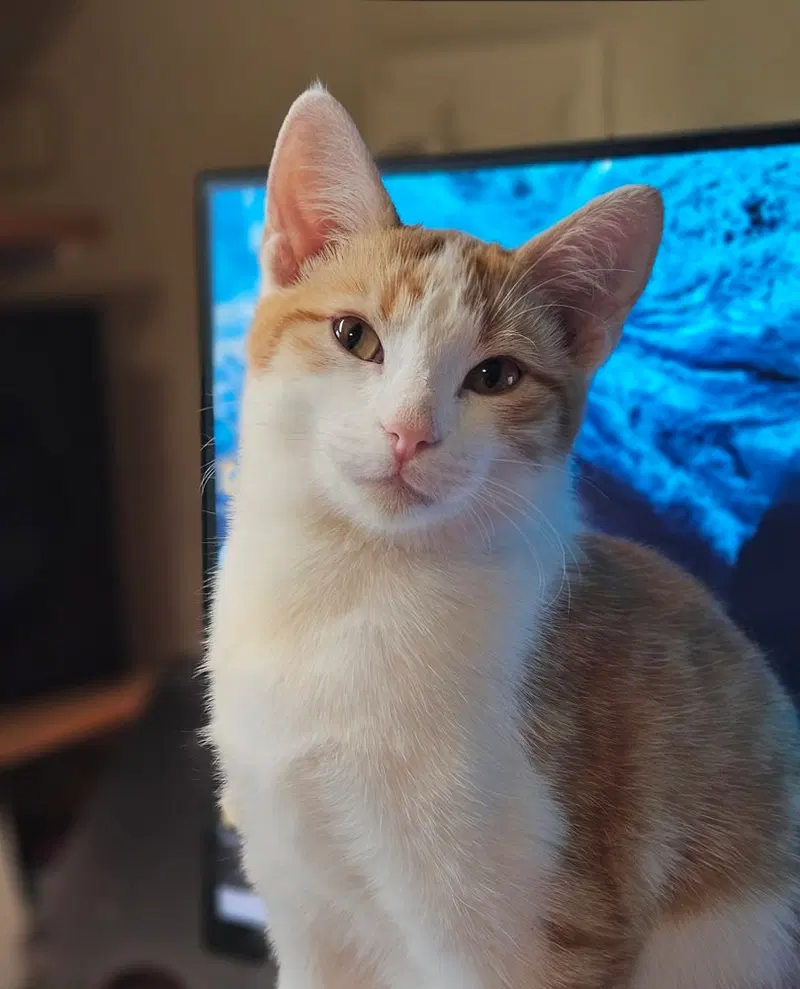 JubJub, a male kitten up for adoption