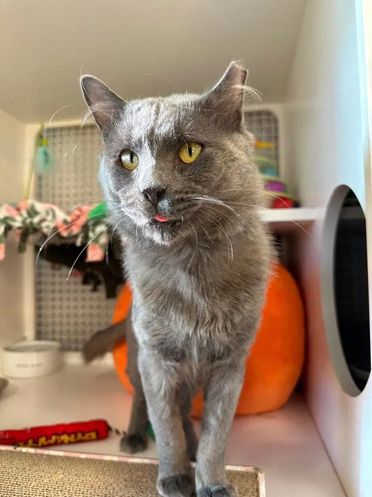 Brody, a young male Siberian cat up for adoption
