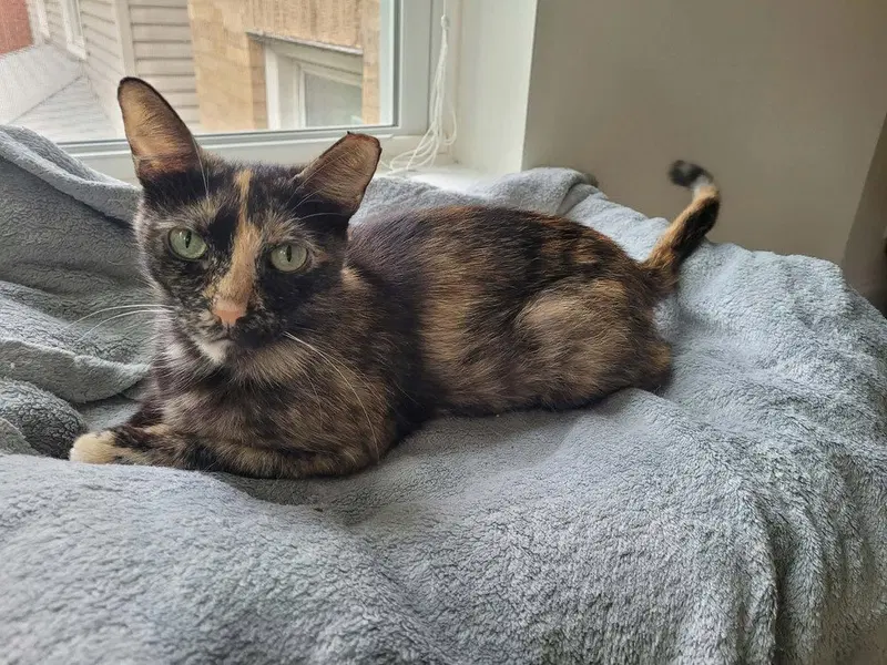 Raelynn, a young female cat up for adoption