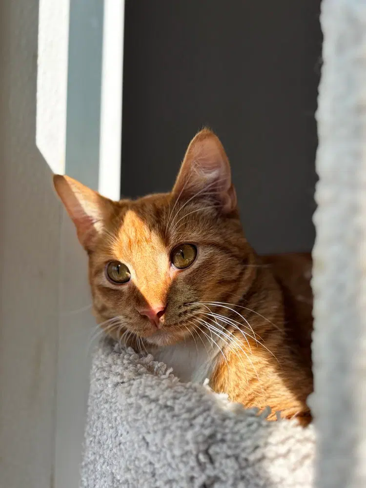 Wallaby, a male kitten up for adoption