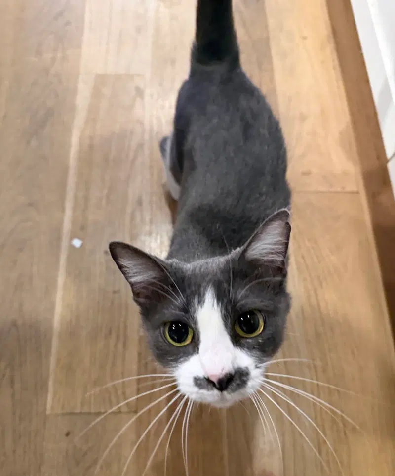 Mrs. Pac-man, a female kitten up for adoption