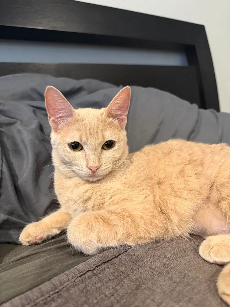Buffy, a female kitten up for adoption