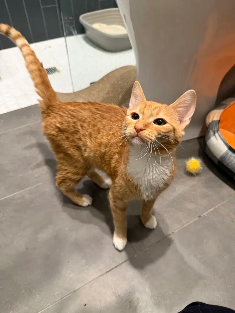 Faith, a female kitten up for adoption