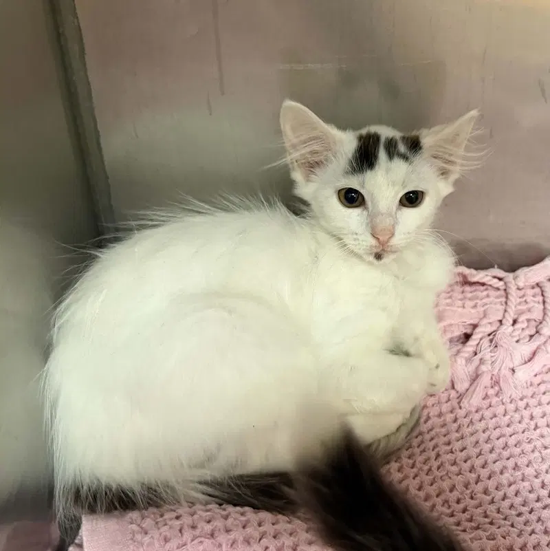 Queen, a female kitten up for adoption