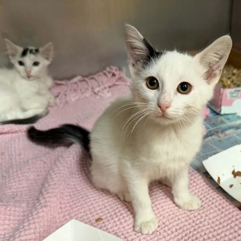 Zeppelin, a male kitten up for adoption