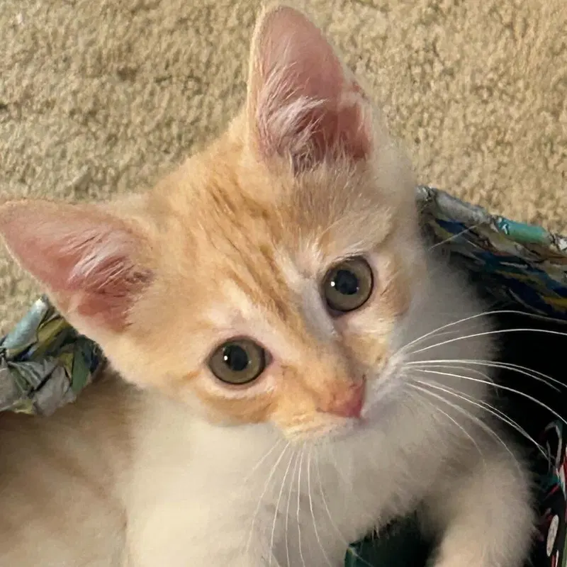 Saltine, a female kitten up for adoption