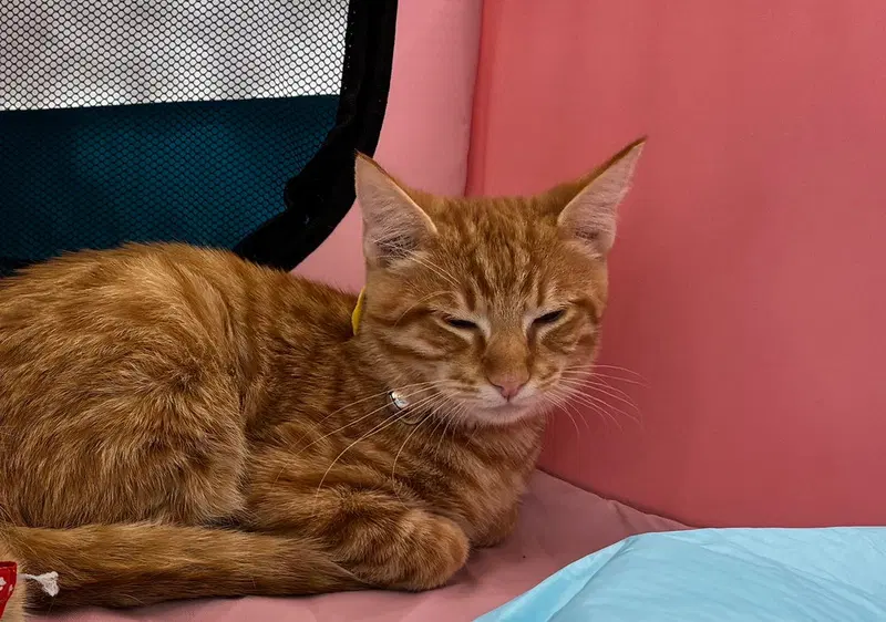 Timmy, a male kitten up for adoption