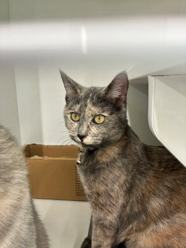 Tami, a female kitten up for adoption