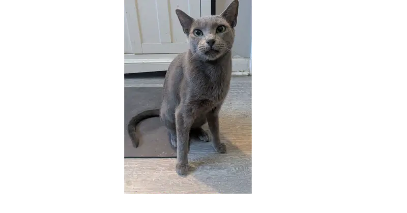 Sasha, an adult female Russian Blue cat up for adoption