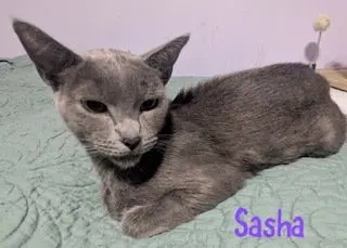 Sasha, photo 2