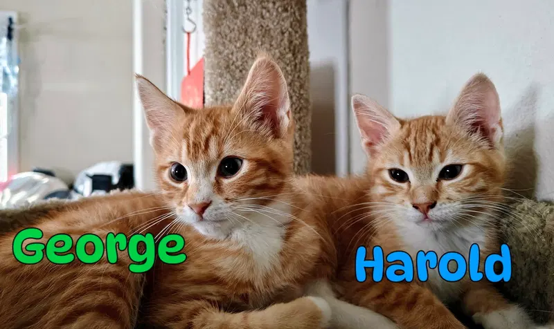 George & Harold, young male cats up for adoption