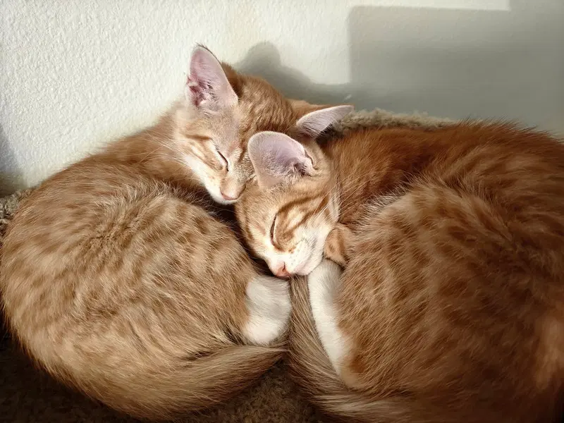 George & Harold, photo 4