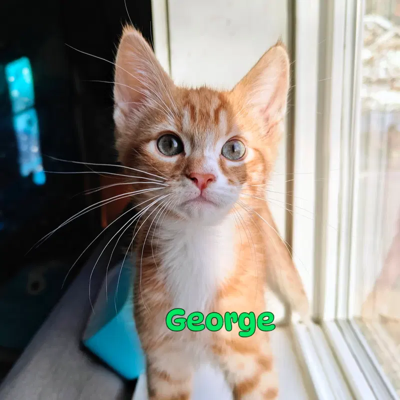 George & Harold, photo 5