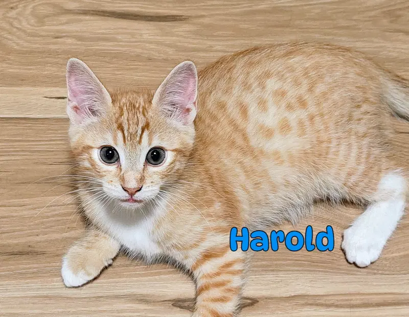 George & Harold, photo 7