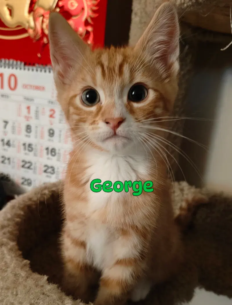 George & Harold, photo 8