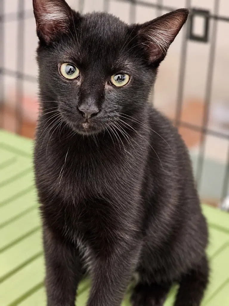 Lars, a male kitten up for adoption