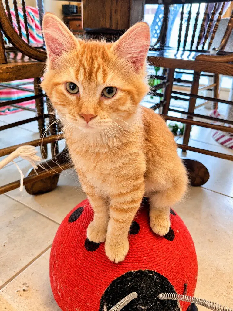 Orangesicle, photo 2