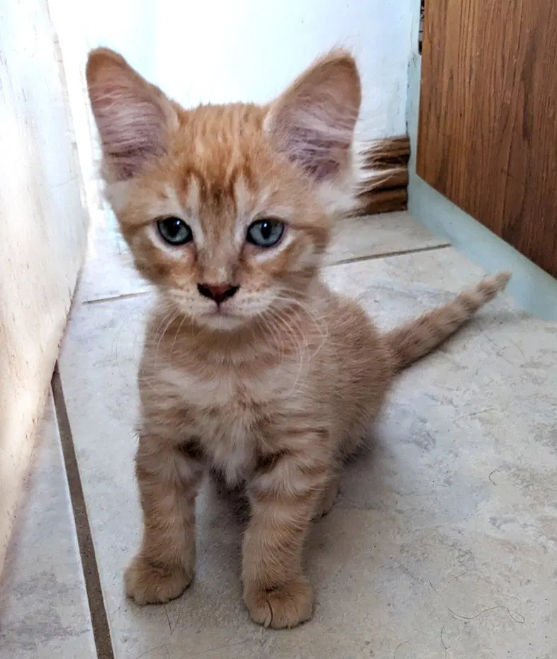 Orangesicle, photo 3