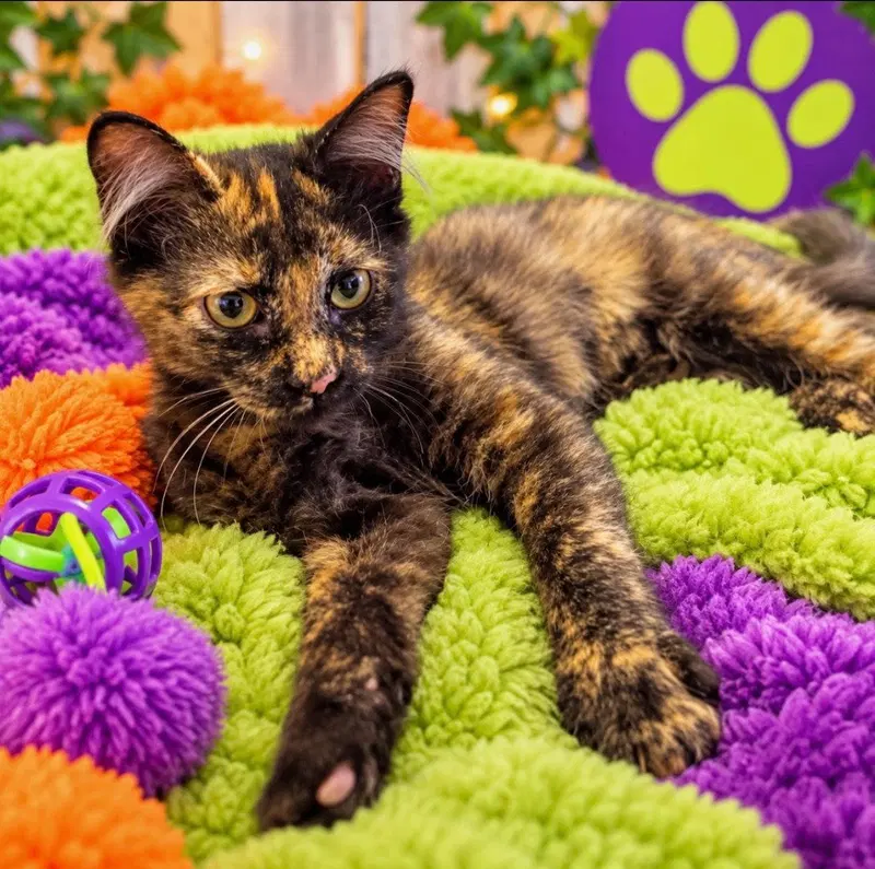 Skittles, a female kitten up for adoption
