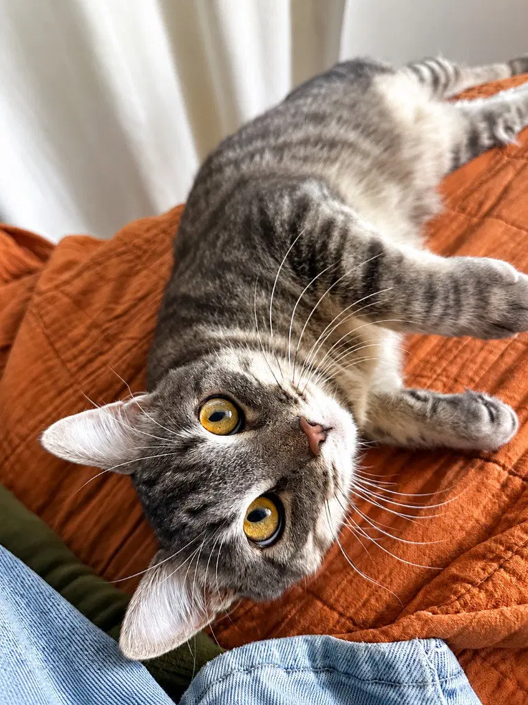Dusty, a male kitten up for adoption