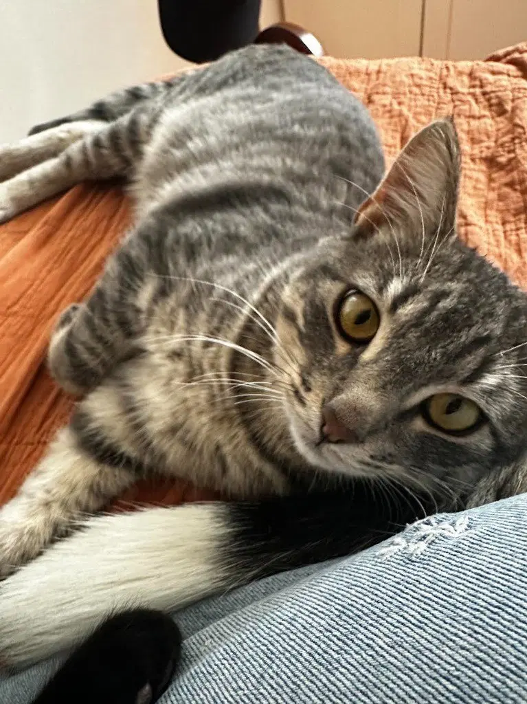Dusty, photo 4
