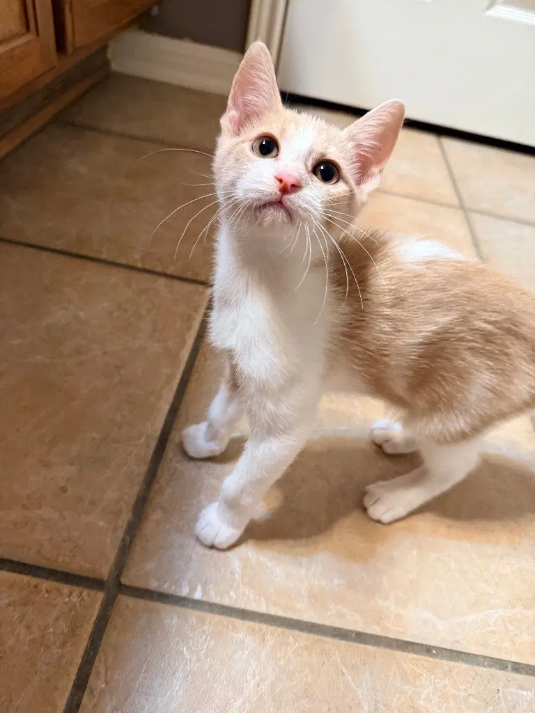 Mr Jax, a male Tabby kitten up for adoption