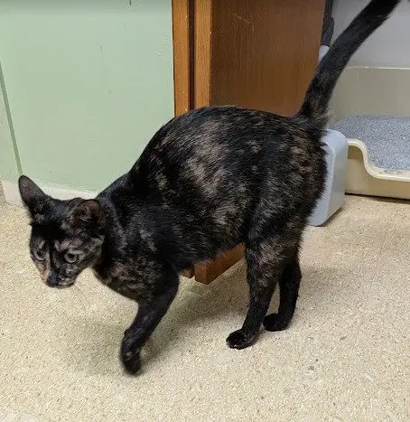 Cupcake, an adult female cat up for adoption