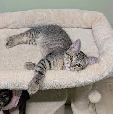 Donut, a male Tabby kitten up for adoption