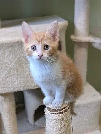 Eclair, a male Tabby kitten up for adoption