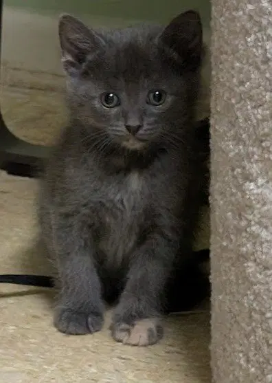 Froyo, a female kitten up for adoption