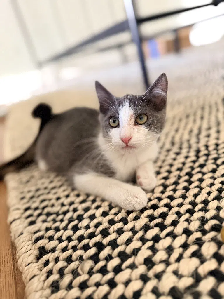 Cleo, a female Russian Blue kitten up for adoption