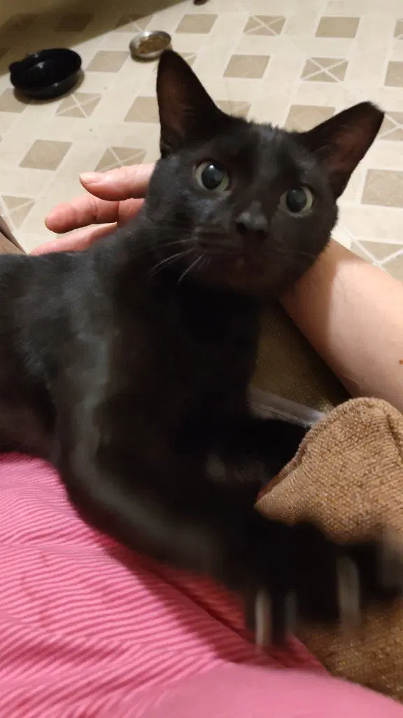 Papi, an adult male cat up for adoption