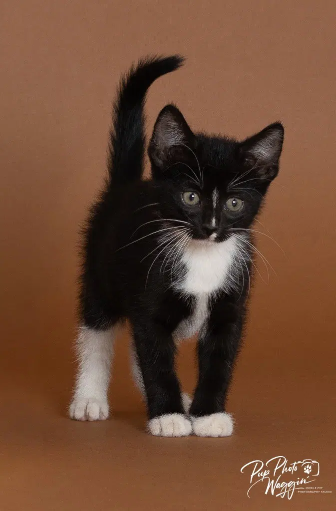 Sally, a female kitten up for adoption