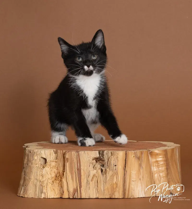 Jillian, a female kitten up for adoption