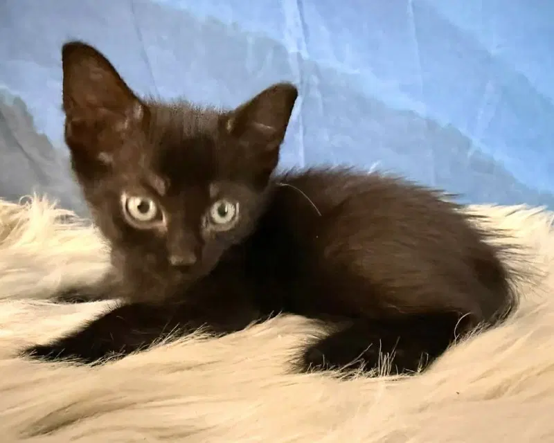Kuro, a young male cat up for adoption
