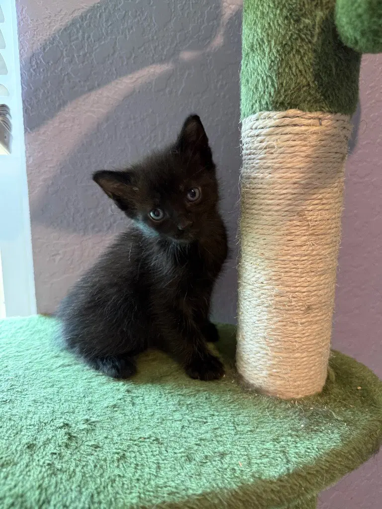 Kuro, photo 3