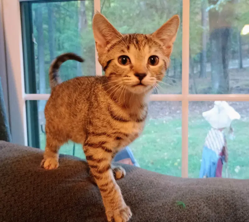 Cypress, a young female cat up for adoption