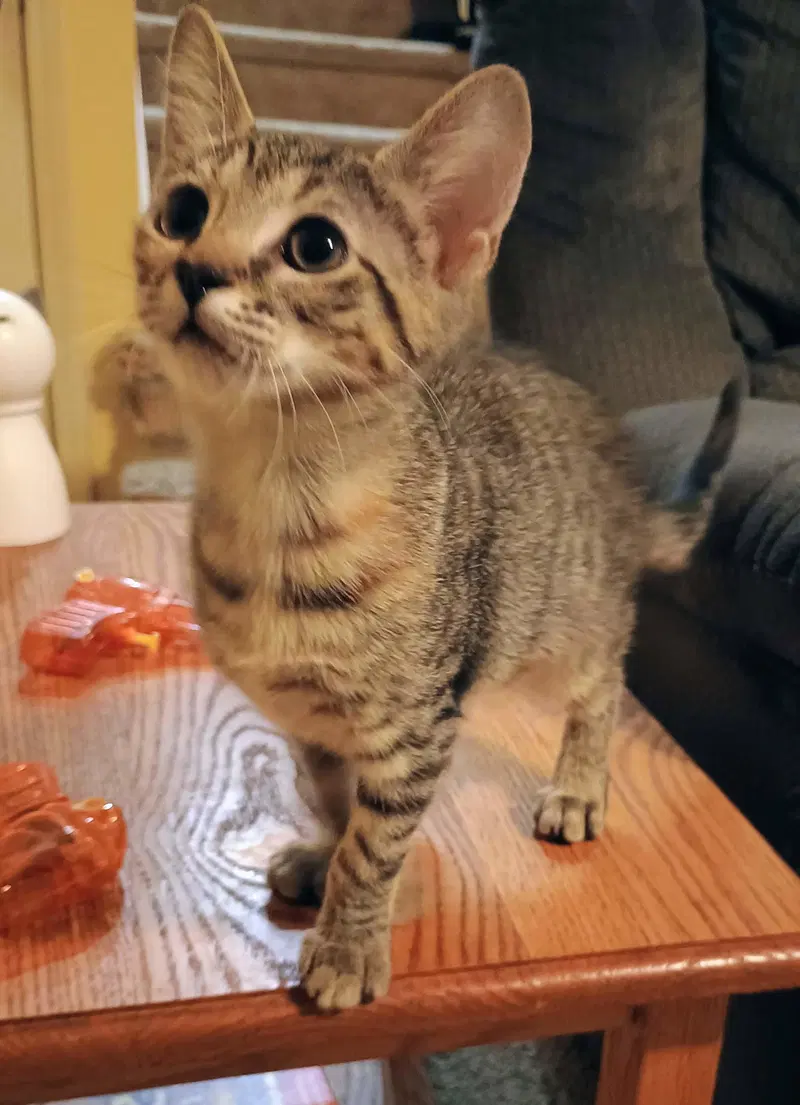 Fern, a young female cat up for adoption