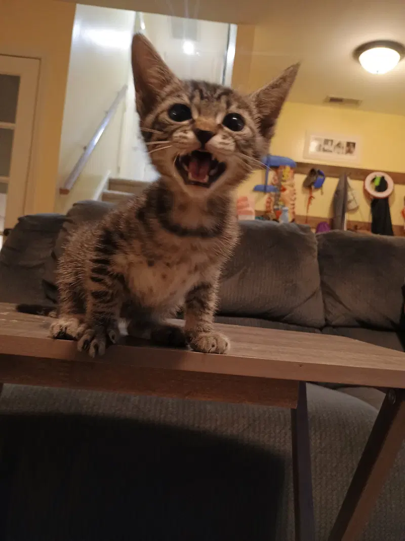 Pavarotti, a young male cat up for adoption