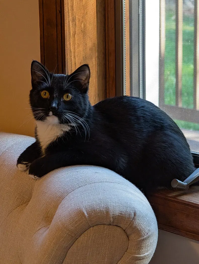 Coby, a young male cat up for adoption
