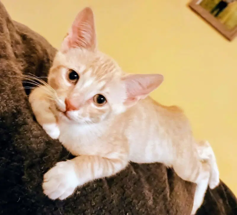 Buddy, a young male cat up for adoption