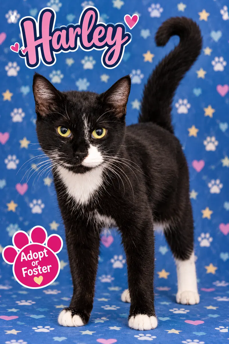 Harley, an adult female cat up for adoption