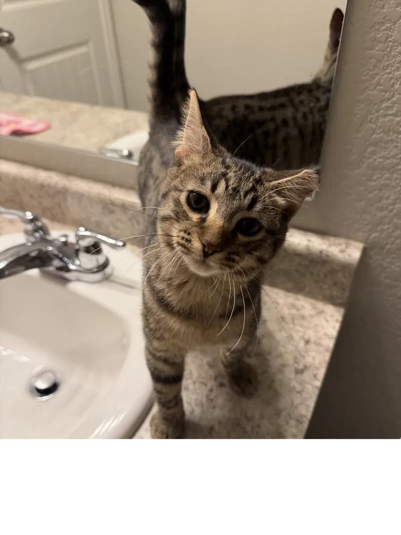 Uoda, a female kitten up for adoption