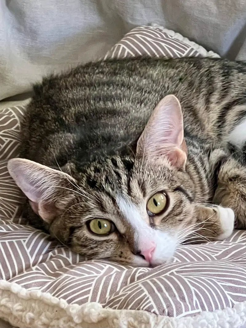 Four Adorable Special Cats, photo 2