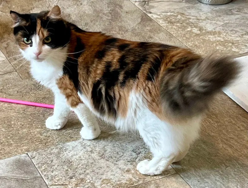 Four Adorable Special Cats, photo 3