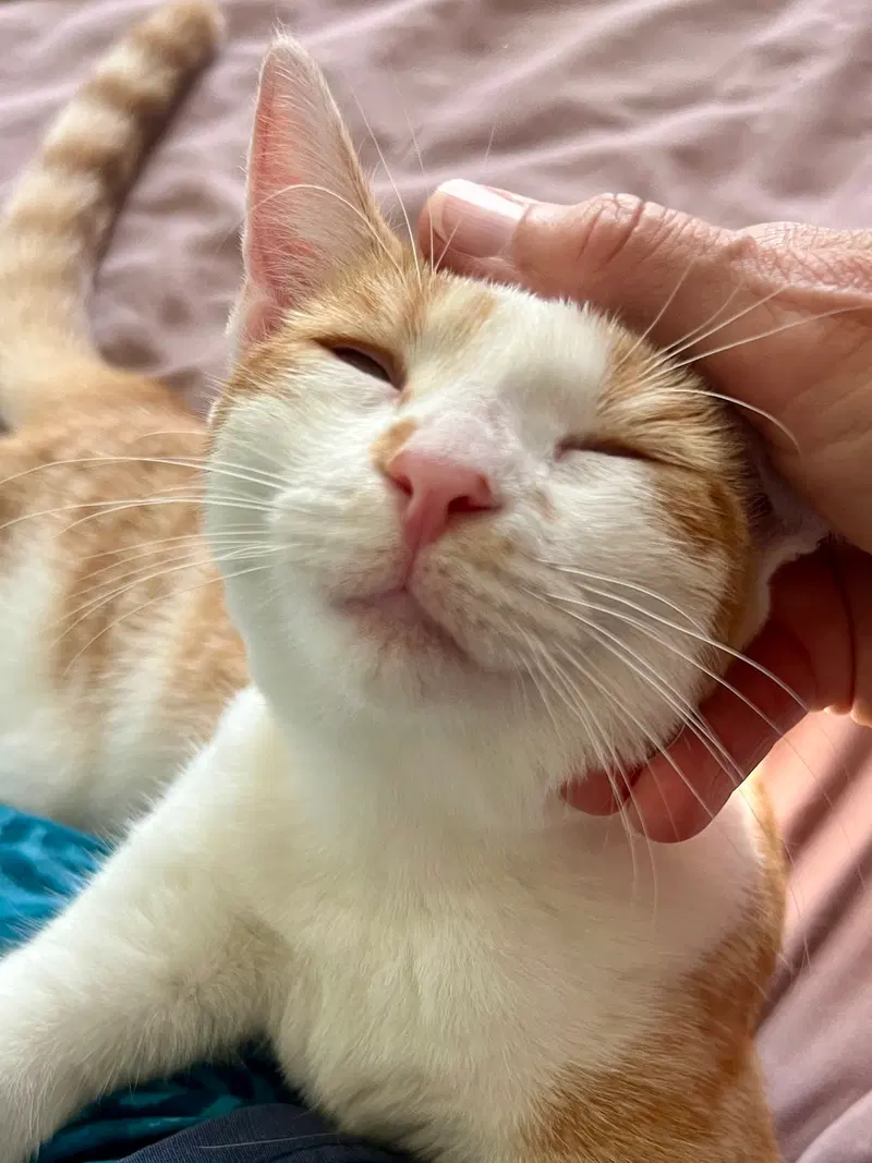 Four Adorable Special Cats, photo 4