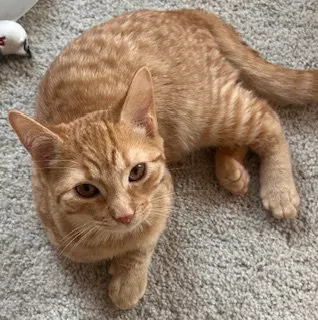 Fishy, a male kitten up for adoption