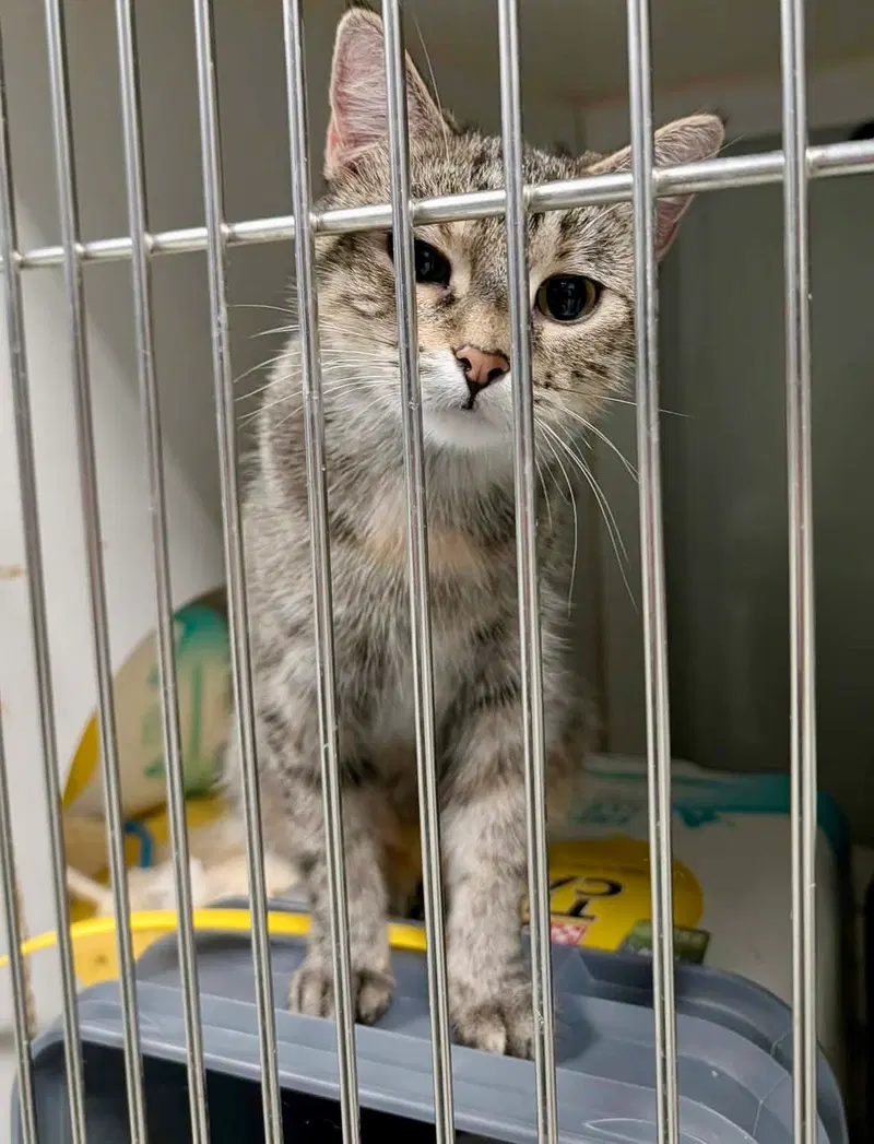 Paige, a young female cat up for adoption