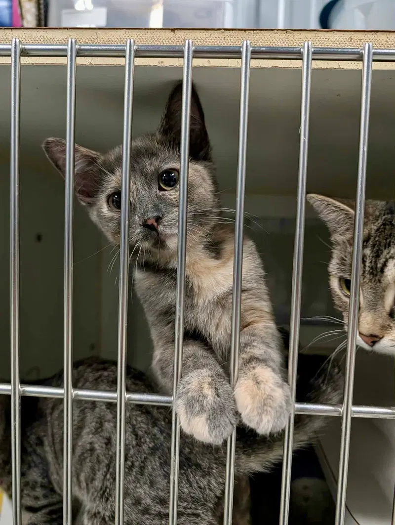 Paige kitten, a female kitten up for adoption