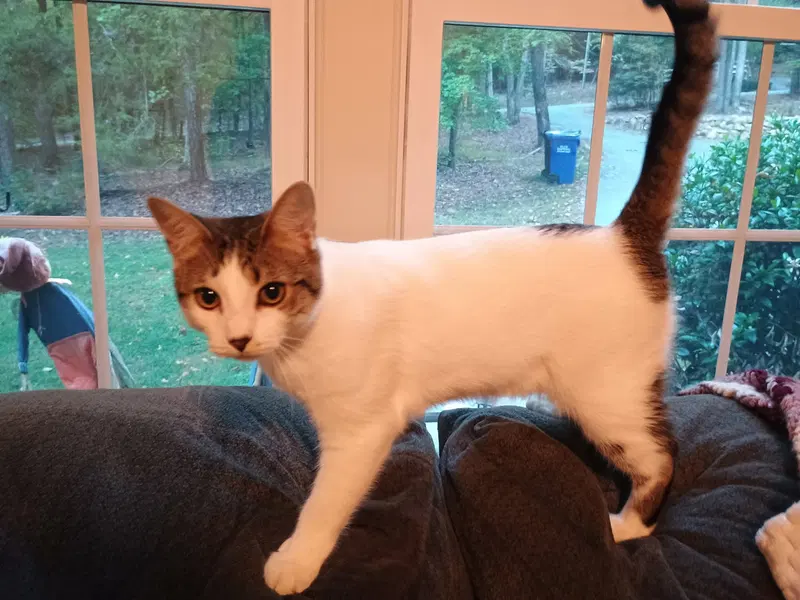 Cream, a young female American Shorthair cat up for adoption